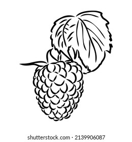 Vector isolated raspberry berries branch contour line drawing. Colorless black and white two raspberry berry colorling page