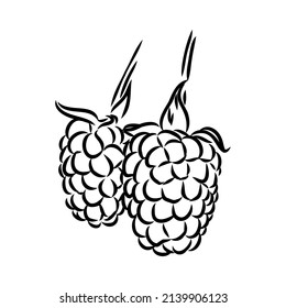 Vector isolated raspberry berries branch contour line drawing. Colorless black and white two raspberry berry colorling page