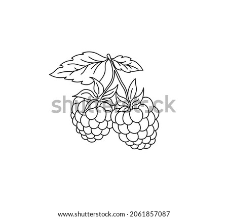 Vector isolated raspberry berries branch contour line drawing. Colorless black and white two raspberry berry colorling page