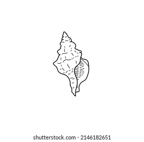 Vector isolated realistic apple murex sea shell contour line drawing. Colorless black and white outline sketch. Long elongated triangular sea snail shell