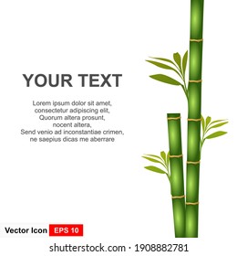 Vector isolated realistic illustration of green organic bamboo plant isolated on white background. 