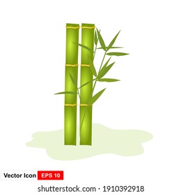 Vector isolated realistic illustration of green organic bamboo plant isolated on white background.