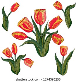 Vector isolated red tulip on white. Different elements for floral spring season design. Bouquet of tulips