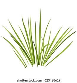 Vector isolated reed. Water plants in different variant, isolated on white background. Isometric clumps of reeds growing on edge of pool and pond. Individual rushes flower bamboo reed with green leafs