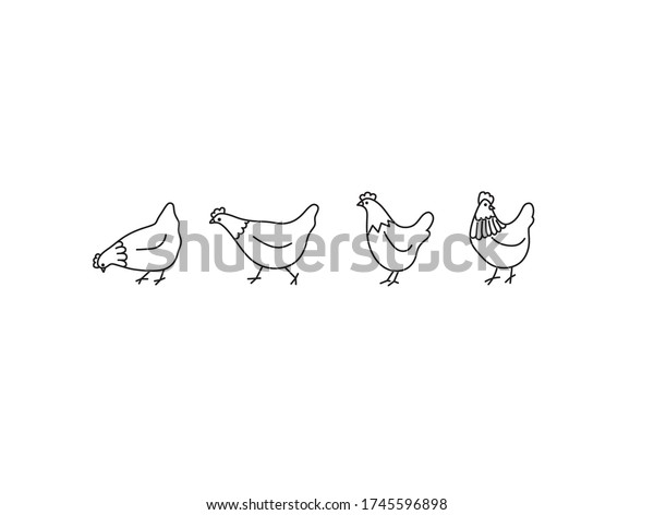 Vector isolated set of\
cute cartoon chickens. Black and white outline sketch hand drawing\
hen, fowl. 