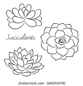 Vector isolated set of hand drawn succulents. Pattern of flowers for coloring, doodle on a white background.