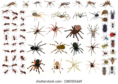 vector, isolated, set of insects, ant, beetles, spiders