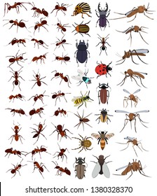 vector, isolated, set of insects, beetles, ants