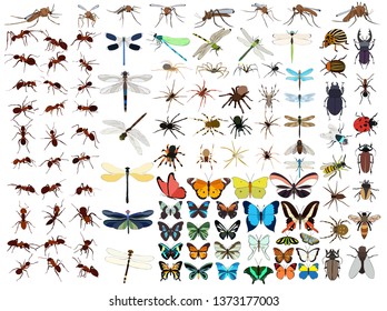 vector, isolated, set of insects, butterflies, beetles, ants, mosquitoes