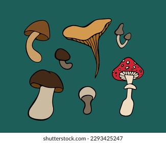 Vector isolated set of mushrooms. Edible and inedible mushrooms.