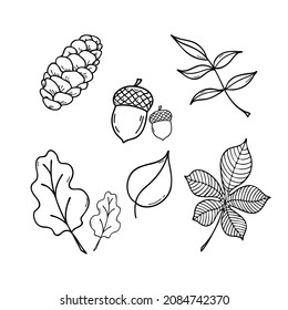 Vector isolated set of oak, birch, chestnut, rowan tree leaf and pine cone, acorn for seasonal holiday greeting card design. Leaf line set.