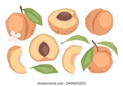 Vector isolated set of peaches, whole, half and slices