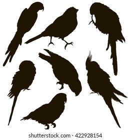 vector , isolated, set silhouette of birds, parrots