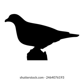 Vector, silueta aislada de paloma verde africana.