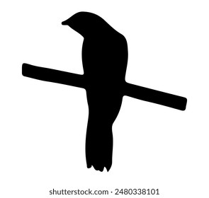 Vector, isolated silhouette of Asian Koel.