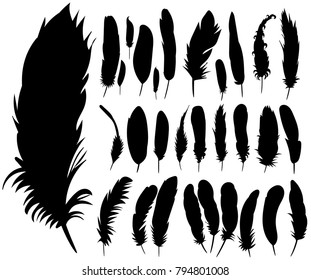 vector, isolated silhouette of bird feathers