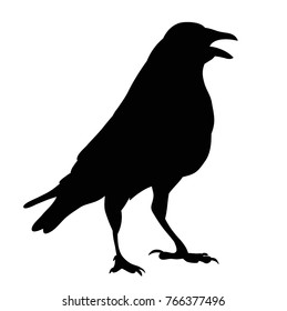 vector, isolated silhouette of a bird, ravens