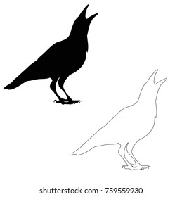 vector, isolated silhouette of crows, bird outline