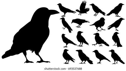 Vector, isolated silhouette of crows, crow, bird, set