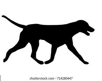 vector, isolated silhouette of a dog is coming