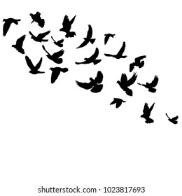 vector, isolated silhouette flocks of flying birds