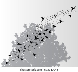 vector, isolated, silhouette flying birds