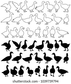 vector, isolated silhouette of geese and ducks