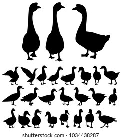 vector, isolated, silhouette goose, duck, bird, set