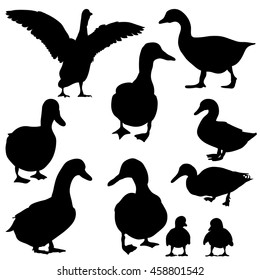 vector, isolated, silhouette, goose, duck