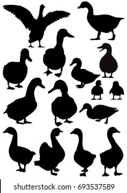 Vector, isolated silhouette of goose and ducks, collection