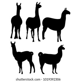 vector, isolated silhouette of llama, collection
