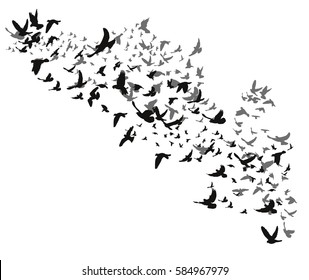 vector isolated silhouette of many birds fly