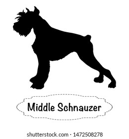 Vector isolated silhouette of  middle schnauzer dog on white background.
