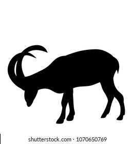 vector, isolated silhouette of a mountain goat