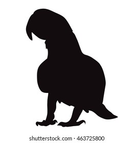 vector isolated silhouette of a parrot