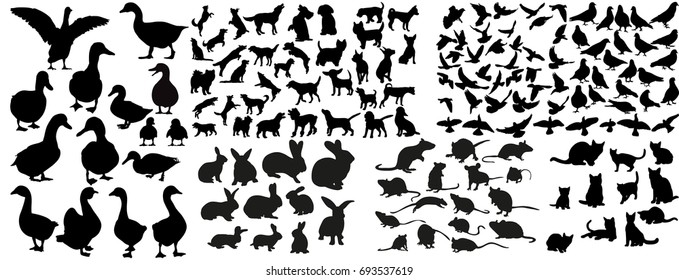 Vector, isolated silhouette of pigeons and crows, cats and dogs, collection of silhouettes of animals