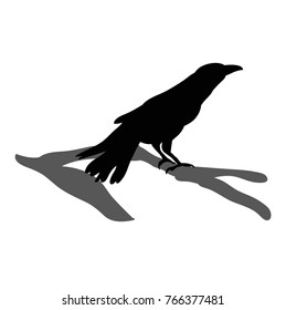 vector, isolated silhouette ravens, birds