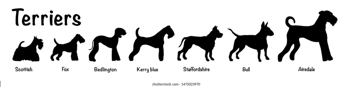 Vector isolated silhouette of seven terriers dogs on white background.