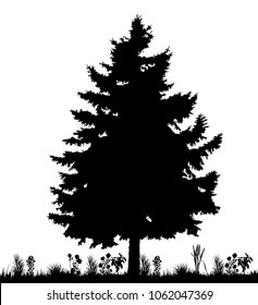 vector, isolated, silhouette of spruce, christmas trees on white background