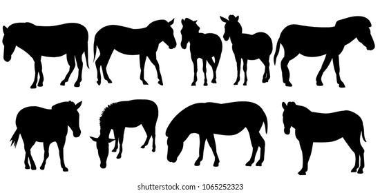 vector, isolated, silhouette of a zebra, pony, horse, set