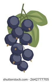 Vector isolated simple black currant illustration 