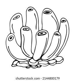 Vector isolated simple contour coral template. Colorless black line coral branch outline doodle sketch.