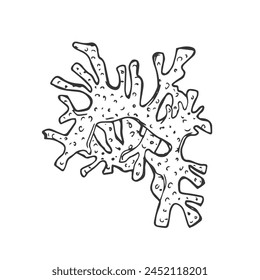 Vector isolated simple contour coral template. Colorless black line coral branch outline doodle sketch.