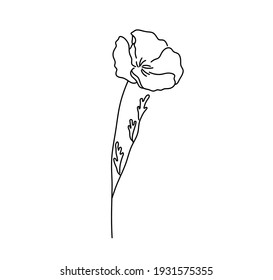 Vector isolated simple poppy flower line drawing. Colorless doodle poppy flower sketch. 