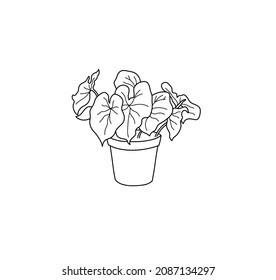 Vector isolated simple potted caladium house plant. Isolated flowers vector drawing. Colorless black and white caladium pot flower doodle sketch.