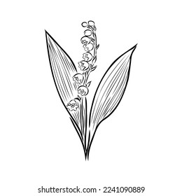Vector isolated single lily valley branch colorless black and white contour line drawing