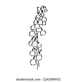 Vector isolated single lily valley branch colorless black and white contour line drawing