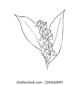 Vector isolated single lily valley branch colorless black and white contour line drawing