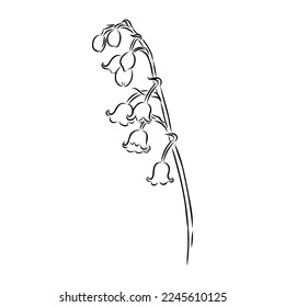 Dibujo de la línea de contorno incoloro en blanco y negro de vectores aislados de valles de lirio único