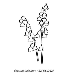 Dibujo de la línea de contorno incoloro en blanco y negro de vectores aislados de valles de lirio único